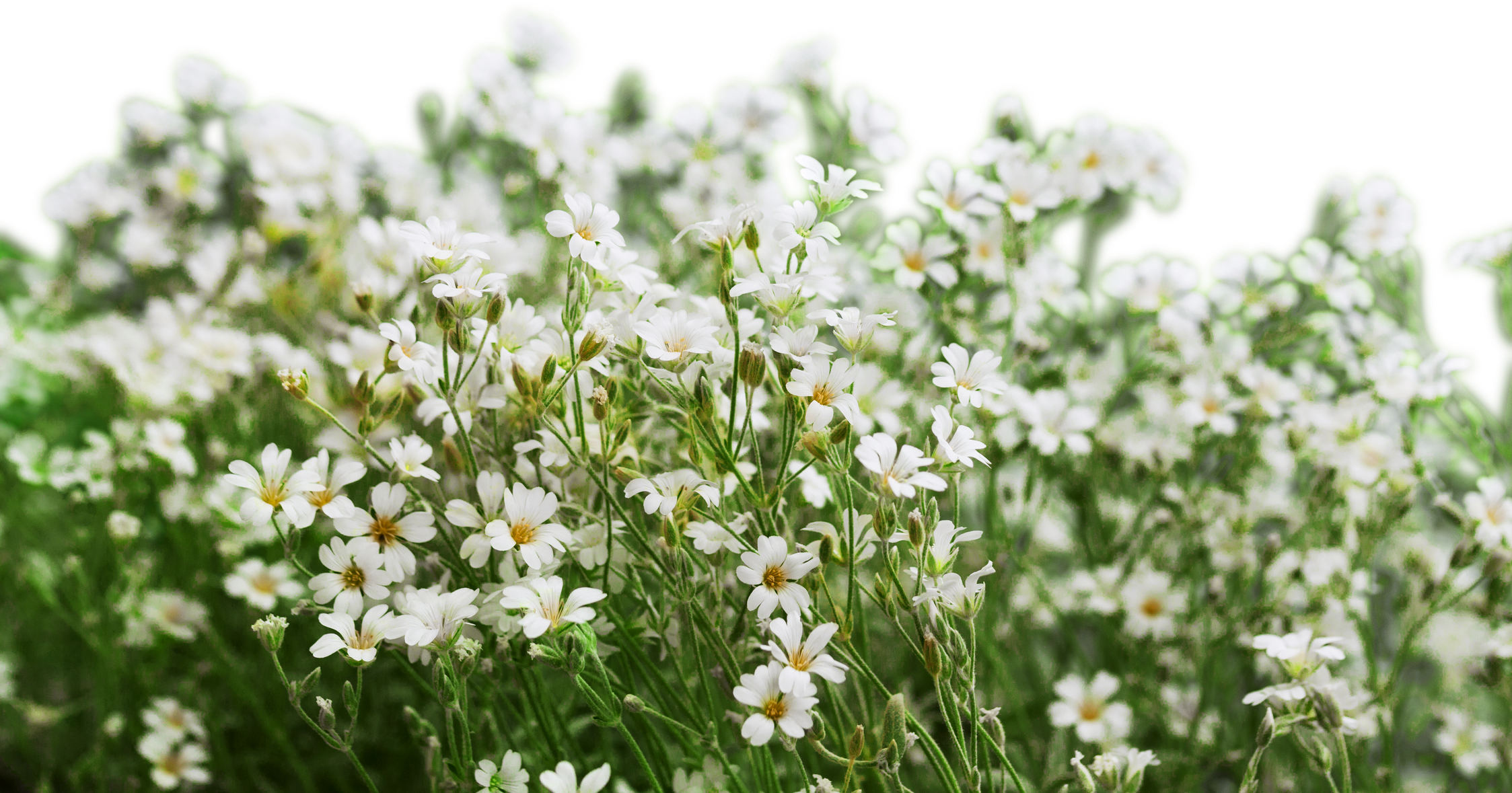  Flowers Isolated on White Background